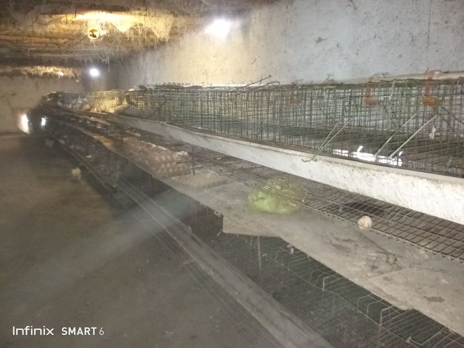 1000 Товука молжаланган сетка сотилади