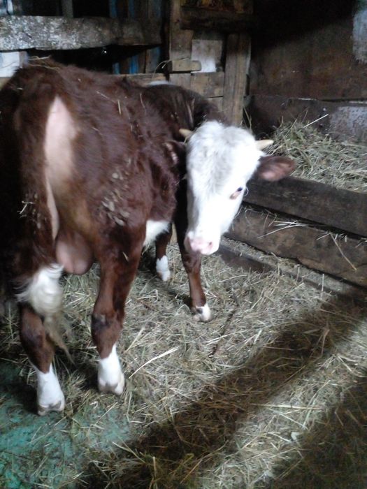 Продам годовалого бычка