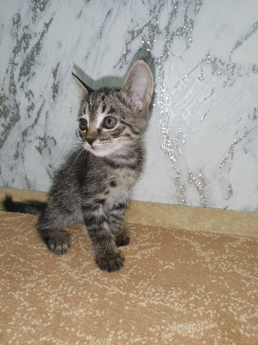 Котята котята котята
