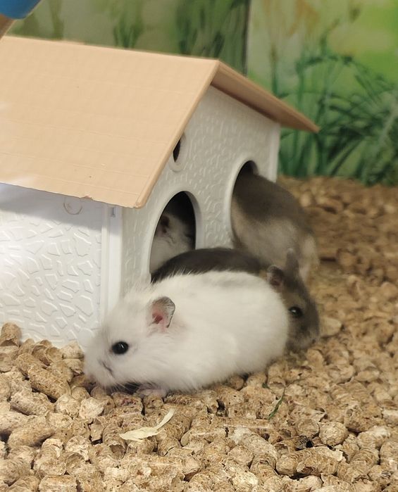 Колготкидегі жалаңаш әйелдердің порно фотолары