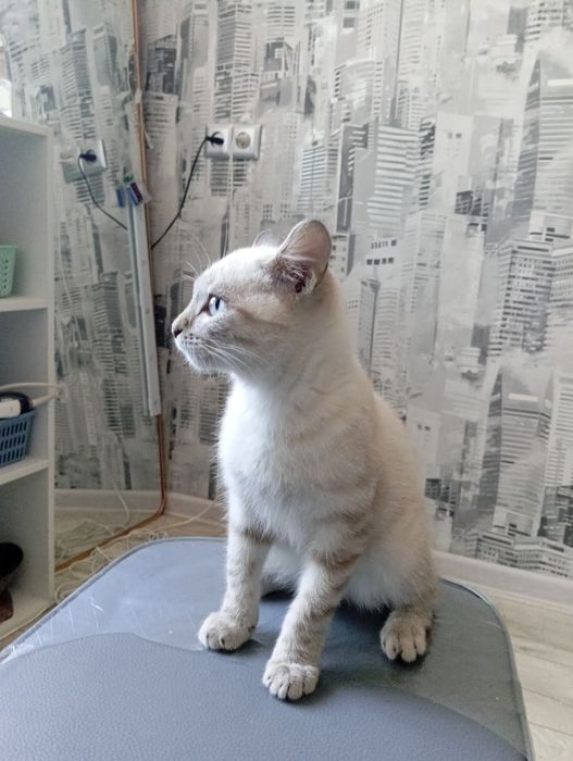 Котенок (мальчик)