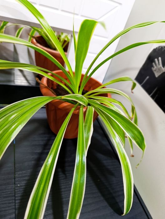 Цветы самые разные комнатные