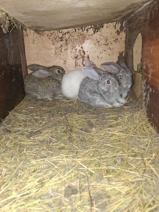 Животные Крольчата