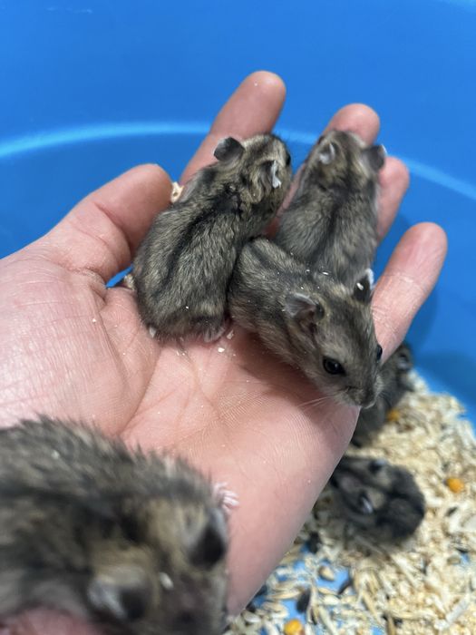 Продам хомячков малышей