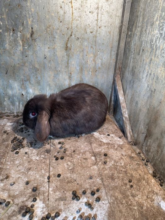 Karlik baran sotiladi