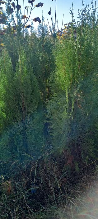 Арча, манзарали дарахтлар