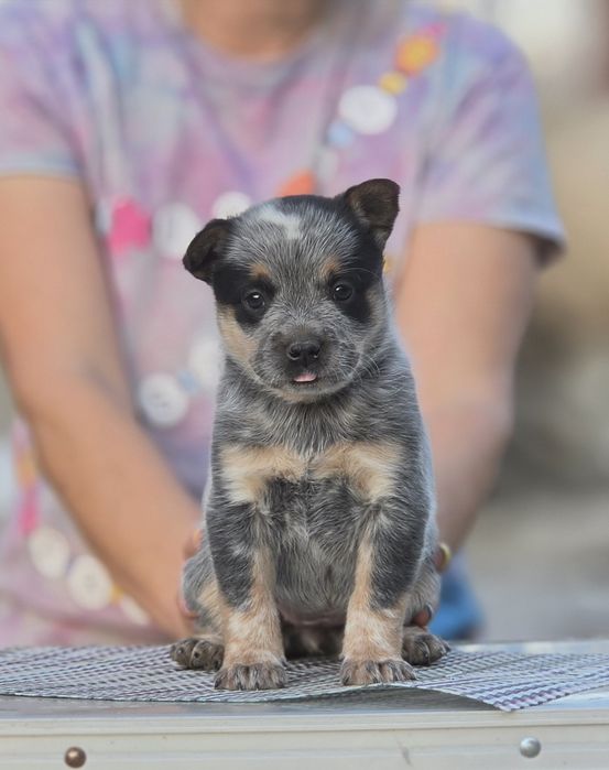 Australian Cattle Dog-femela