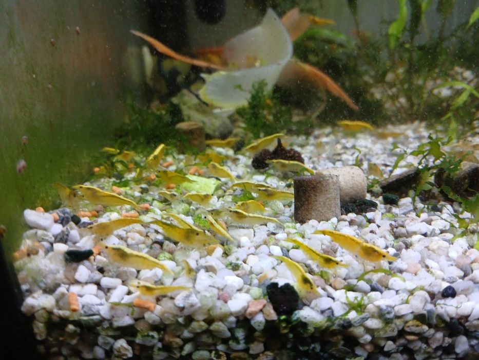 Creveti acvariu galbeni yellow și yellow neon