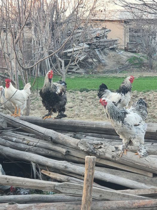 Брама хурозлар сотилади