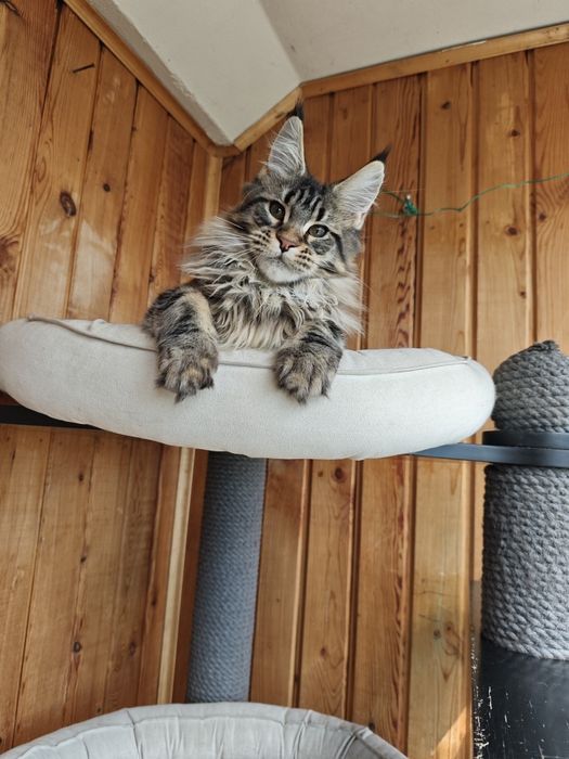 Котенок Мейн кун