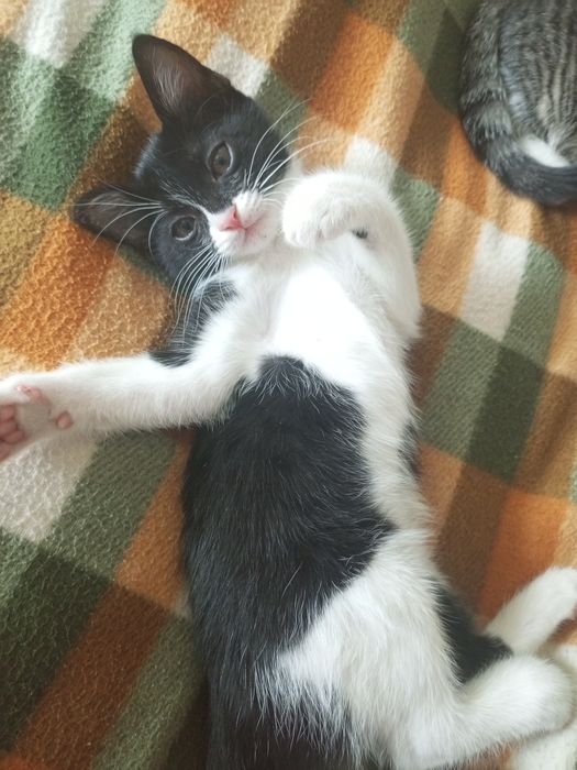 Отдам котят в добрые руки !