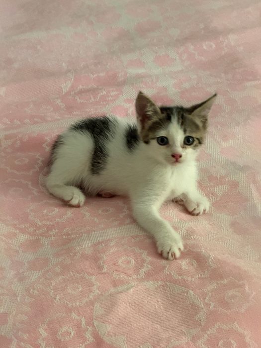 Малыш-котенок Том ищет семью!