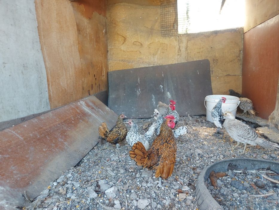 Сибрайт и кучерявые