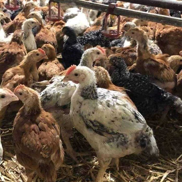 Pui rasă mixtă și pui alb de carne