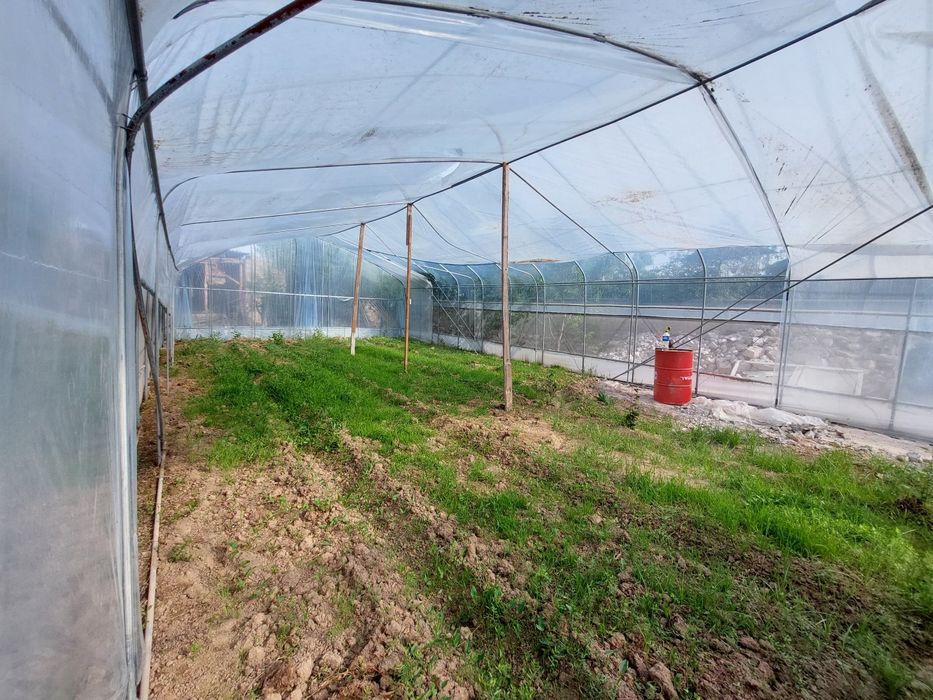 Koreyskiy Tandom teplicha sotiladi