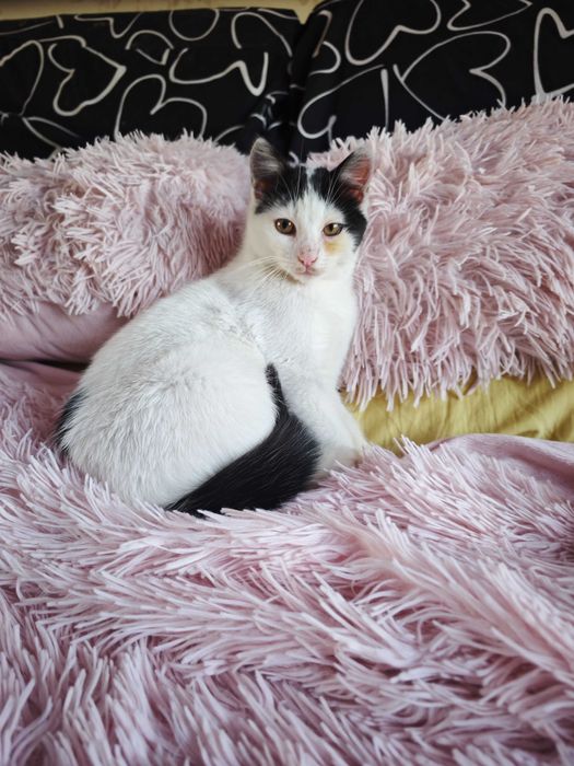 Коте на 4 месеца търси дом