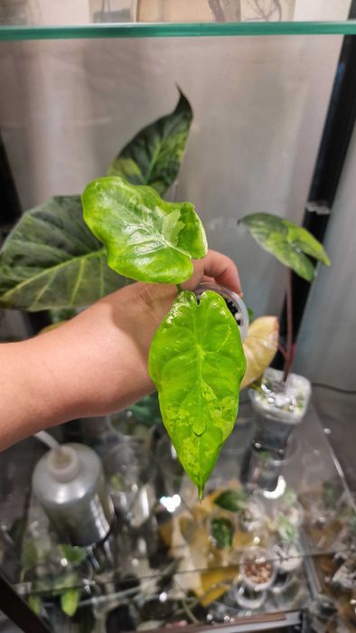 Алоказия форниката