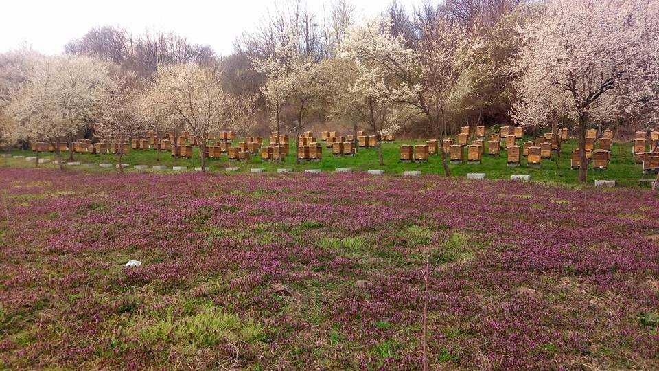 Чист Липов мед и букет