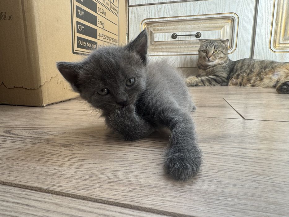 Породные котята Шымкент