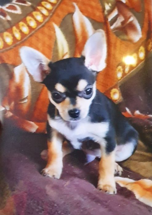 Мини чихуахуа момченце