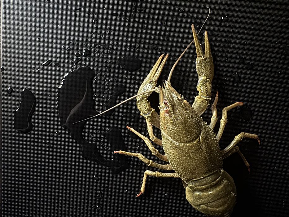 Раки живые оптом