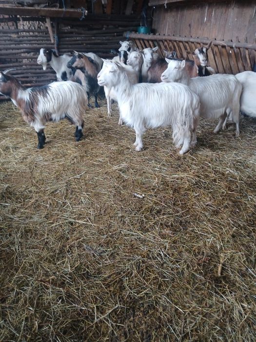 Vând capre gestante