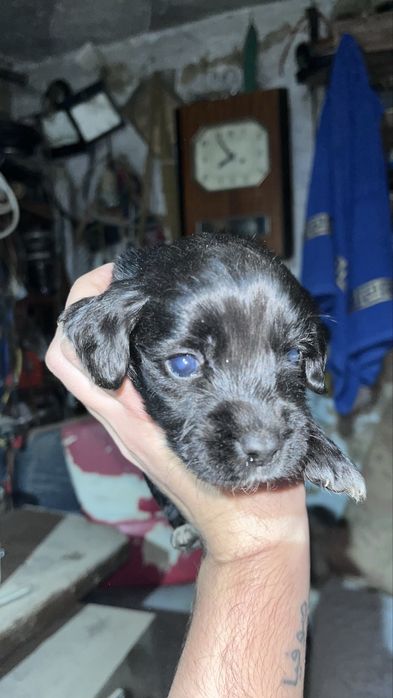 Щенки спаниеля.