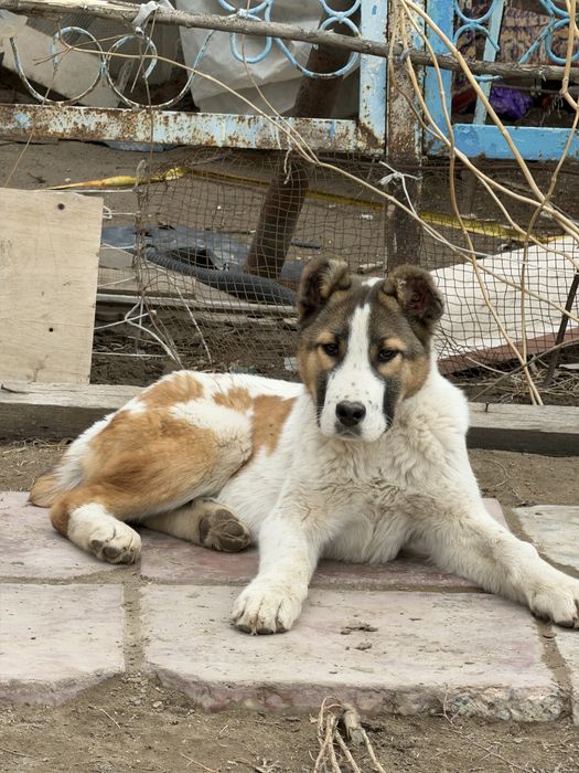 Қазақ төбет күшігі сатылады!!!