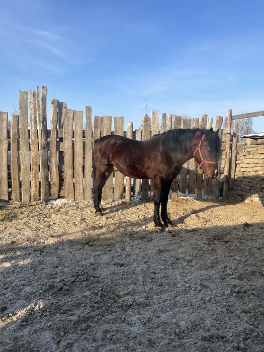 Продоется жеребец алтаиц