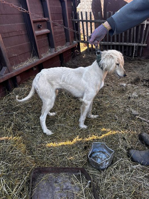 Тазы     сатылады