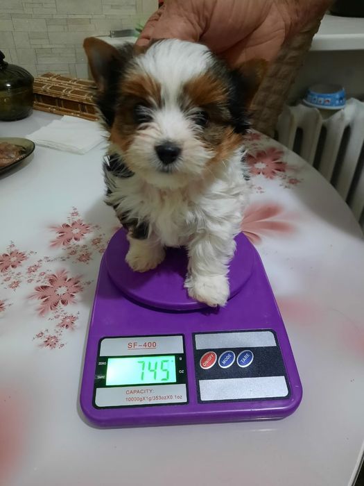 Продам шикарных щенков бивера