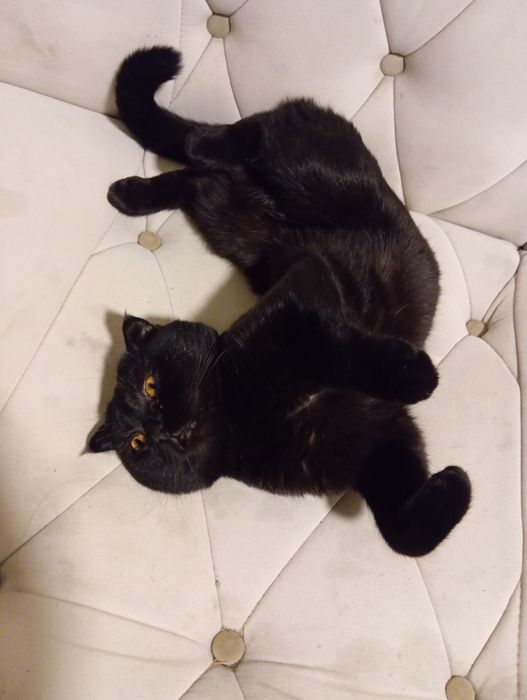 Britanskiy mushuk 500 ming