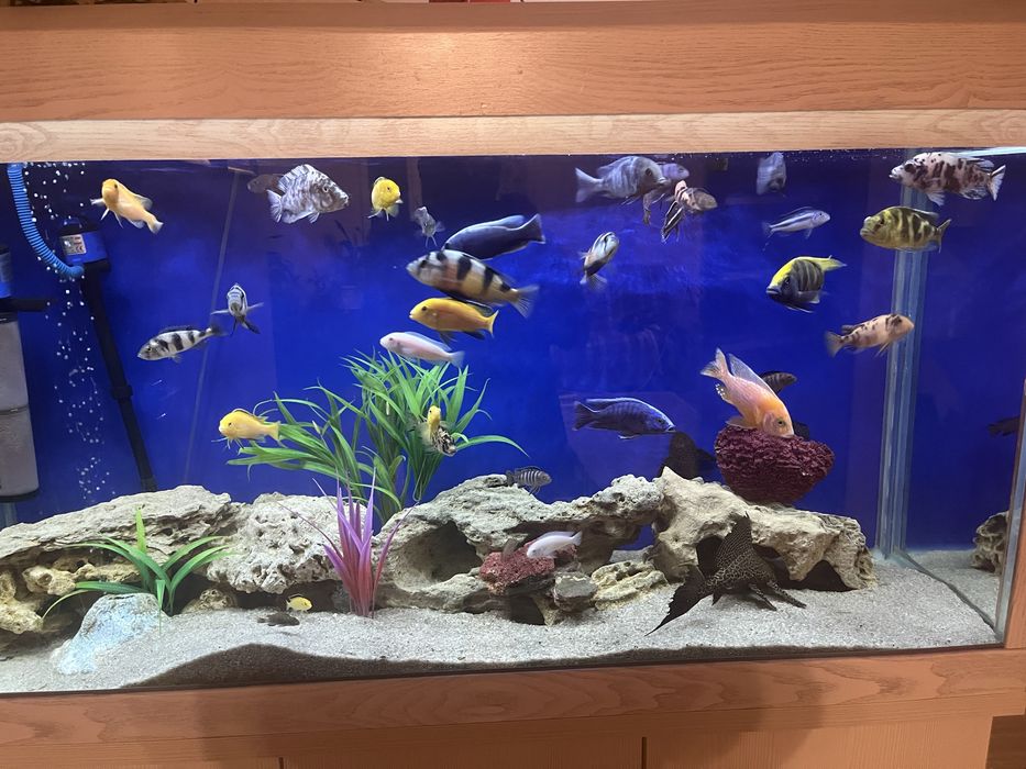 Аквариум 500 литров, с тумбой.