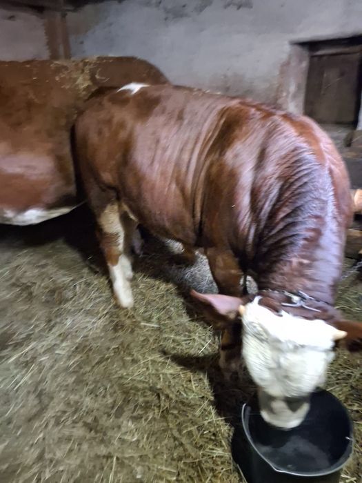 Vînd tăuraș ân jur de 400 kg ân Boarta județul Sibiu