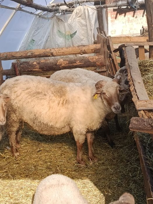 Vând  Berbec roșu în varstă de 3 ani