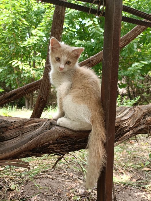 Отдам котенка, мальчик