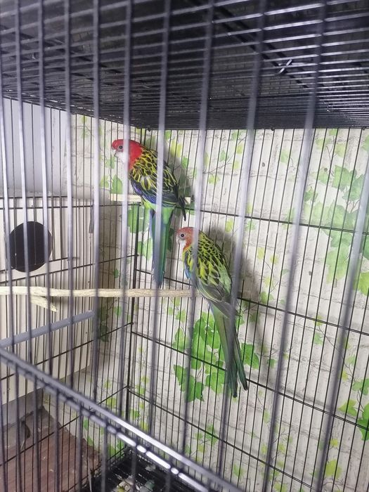 Попугаев оптом срочно по нужде продаю.Толка оптом