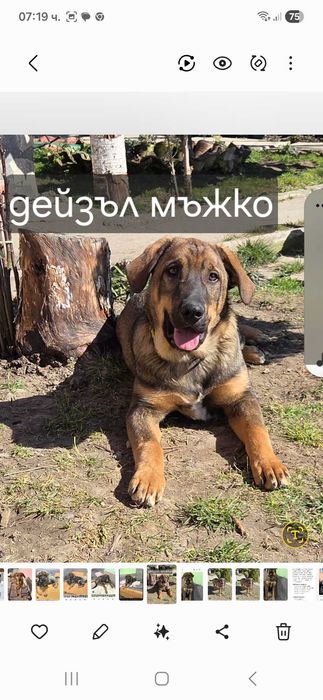 Подарявам кученца