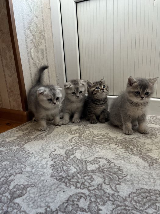 Scottish fold and stright