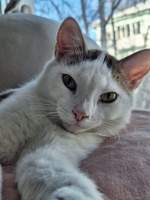 Шикарный котик ищет дом