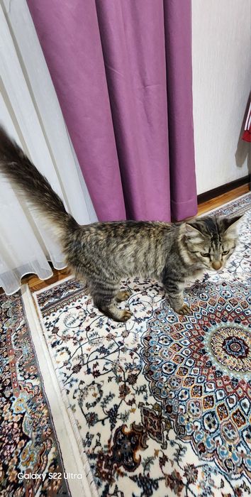 Кот в хороший руки