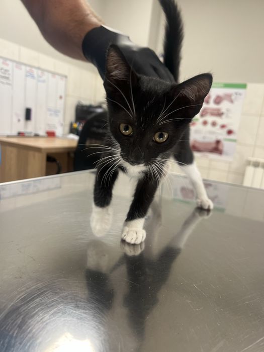 Motan pentru adoptie