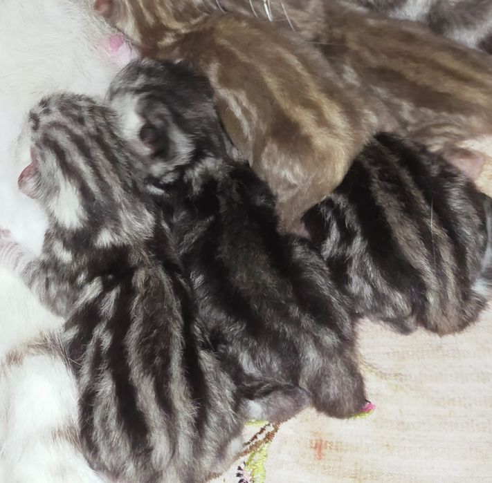 Вязка чистокровный Скоттиш-страйт