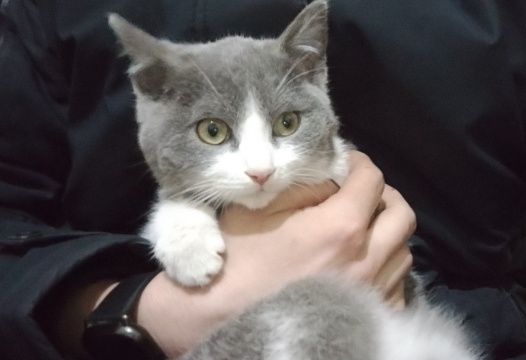 Котёнок подросток