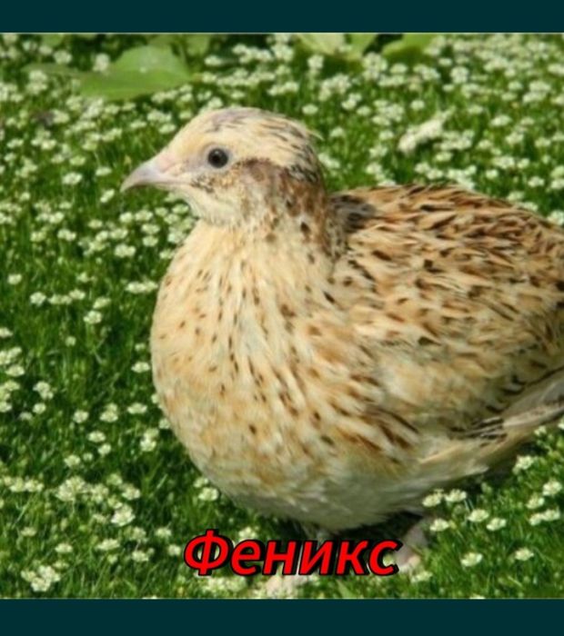 Перепелиные яйцы