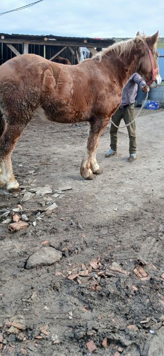 Vând sau schimb cu junici manz de 2 ani castrat fără defecte