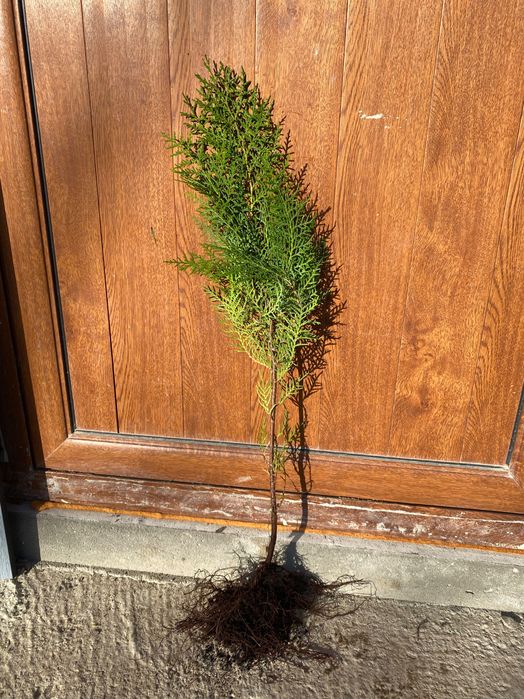 Продавам източна туя ...