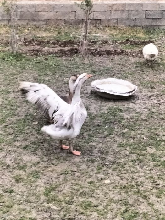 Соглом  йеб ичиши яхши