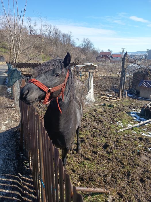 Vând mânz ,2 ani ,metis frizian și lipițan