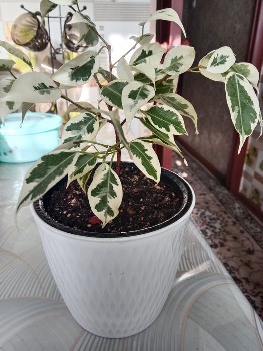 Фикус Бенджамина вариегатный продам